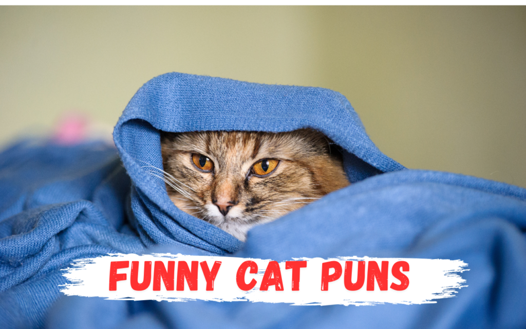 Funny cat puns