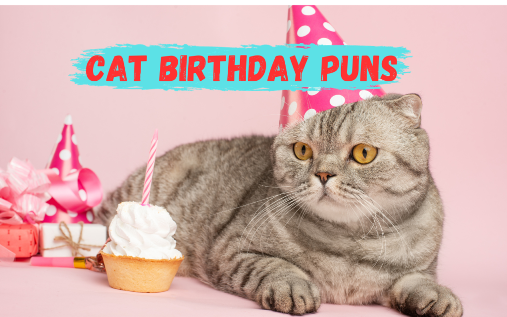 Cat Birthday Puns