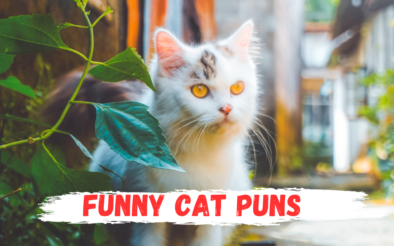 150+Top Funny cat puns